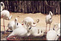 Dubai Zoo